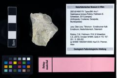 NHMW-GEO-2007z0149-0178_Ol_01.tifGastrosacus torosus (Robins, Feldmann & Schweitzer, 2013)  (NHMW-GEO-2007z0149-0178)